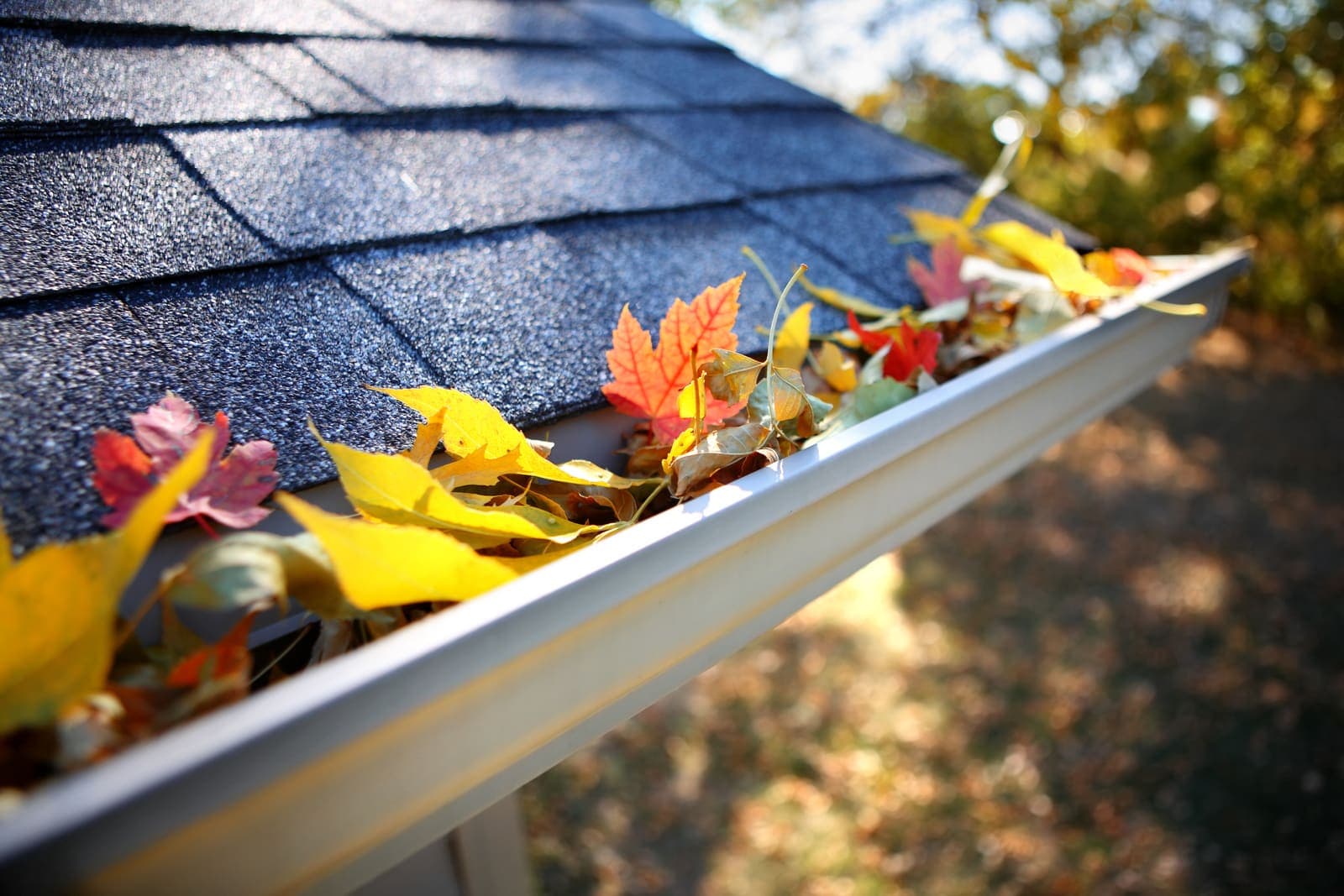 Autumn leaves collected in a gutter along an asphalt shingle roof