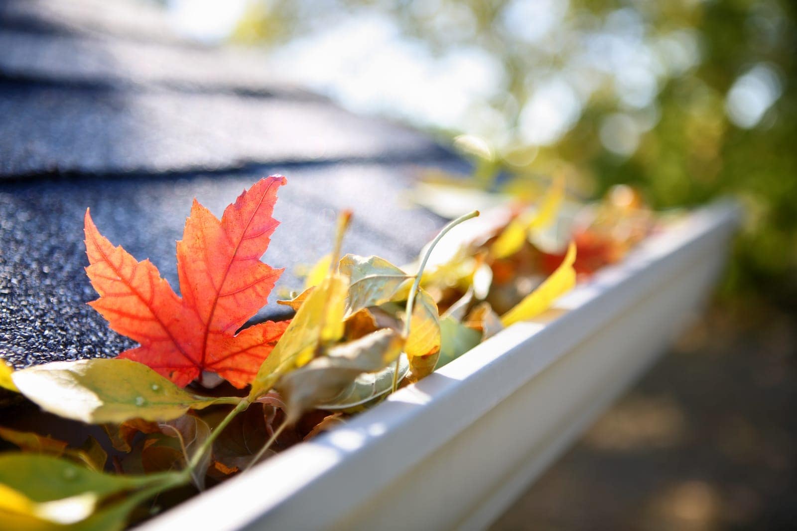 Autumn leaves collected in a white gutter along a shingle roof edge, backlit by low sun