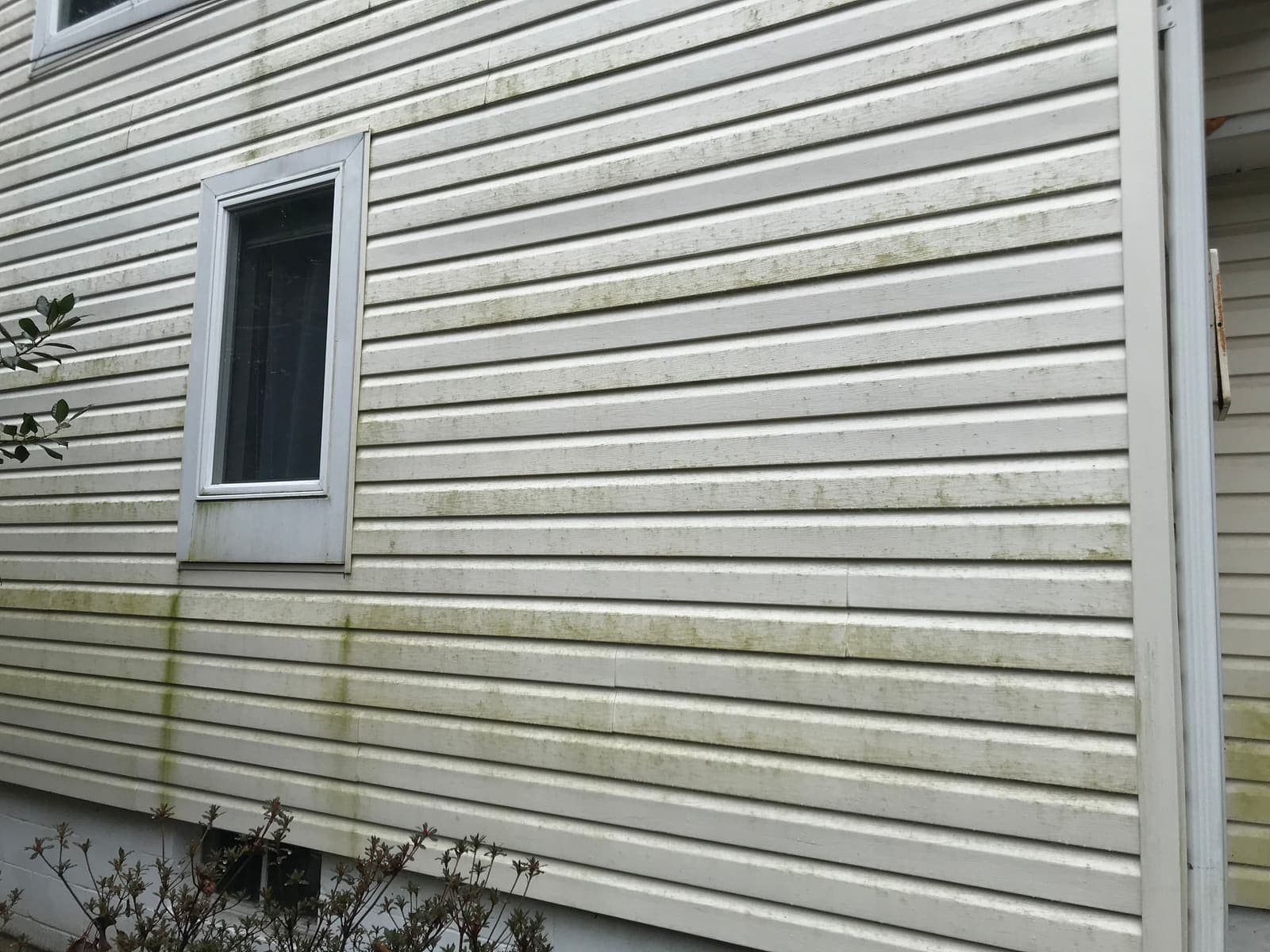 Close-up of algae growth on siding beside a window