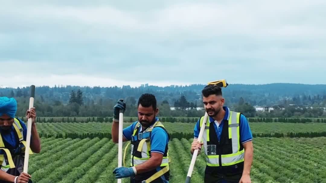 Splash N Shine crew in harnesses working across the tile roof with berry fields stretching behind them